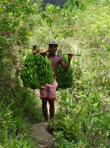 "Arbeitssklave", für diese Bananen bekommt er 2,50€ Es sind deutlich über 50 Kilo. Er Schleppt sie 4 Kilometer den Hang herunter, nicht zu erwähnen, dass er sie natürlich auch anpflanzen muss.